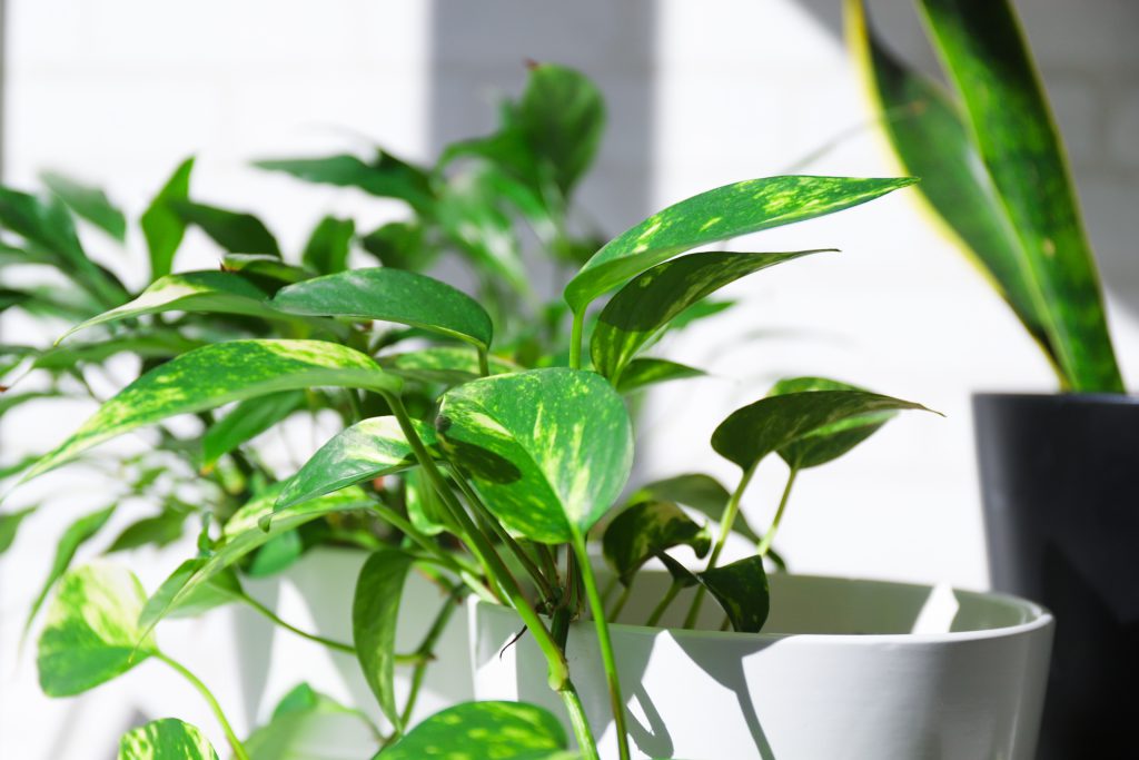 【オフィス移転ブログ10】オフィスに観葉植物を置くメリットと選ぶポイント